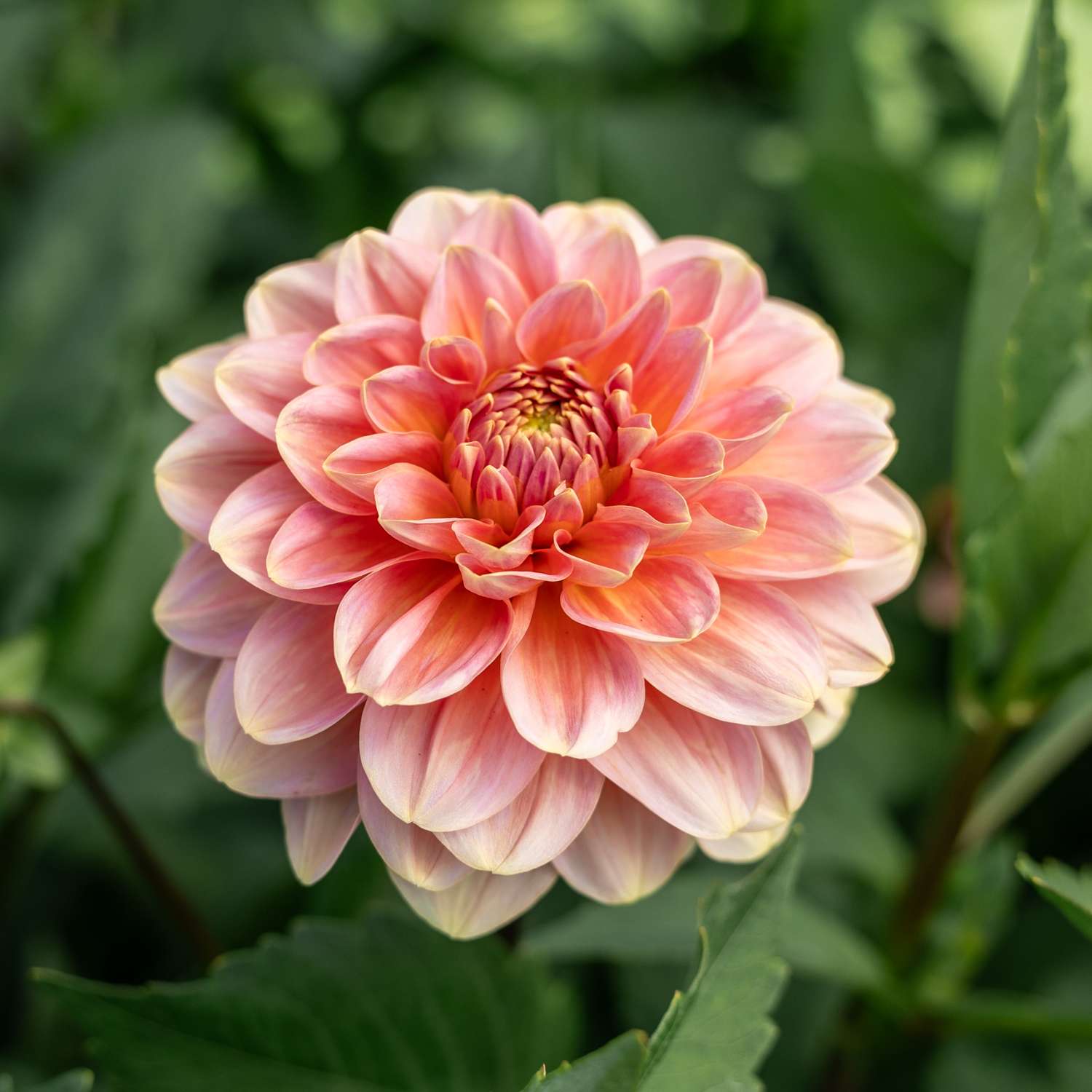 Dahlie 'Rosario'